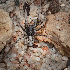 Pardosa nigra