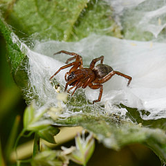 Clubiona reclusa