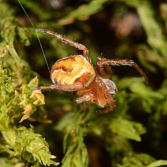 Araneus sturmi