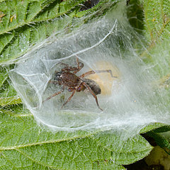 Clubiona reclusa