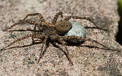 Pardosa hortensis