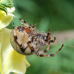 Araneus quadratus