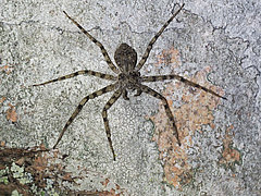 Philodromus laricium